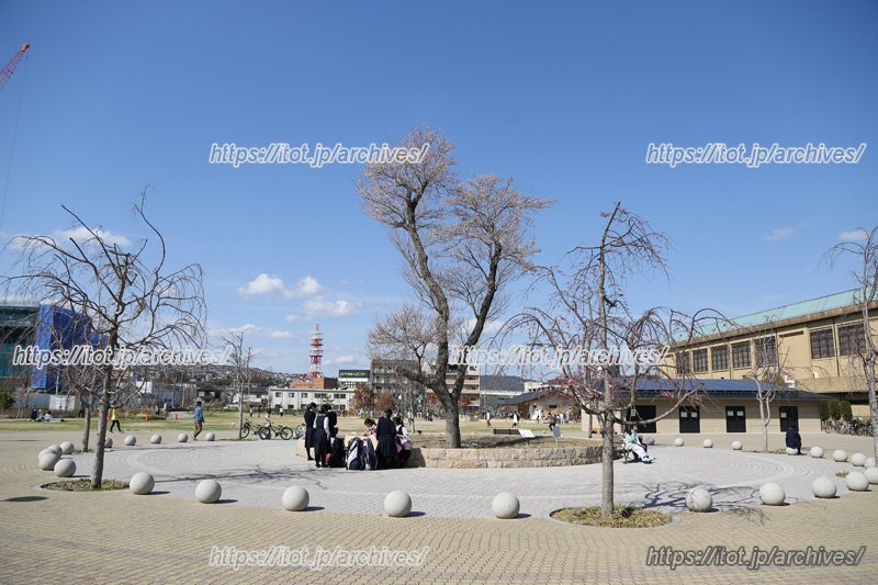 「キセラ川西せせらぎ公園」のシンボルツリー、エドヒガン。&ldquo;日本一の里山&rdquo;と称される黒川地区からの移植。
