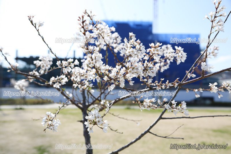 公園内にはたくさんの桜が植樹されている