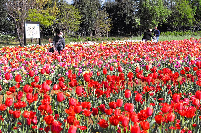 花菜ガーデン(神奈川県立花と緑のふれあいセンター)