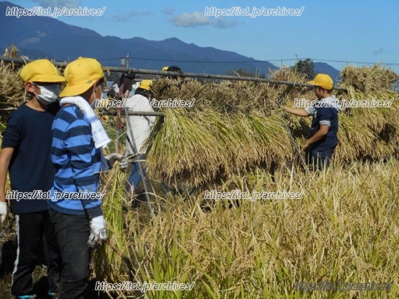 地域の皆さんと稲作に取り組む様子