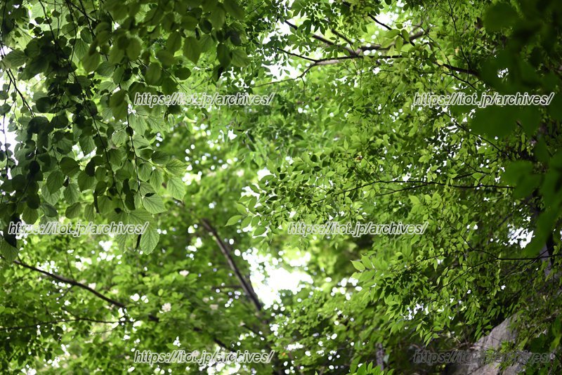 豊かな緑に囲まれ、にぎやかな鳥たちのさえずりが聞こえる