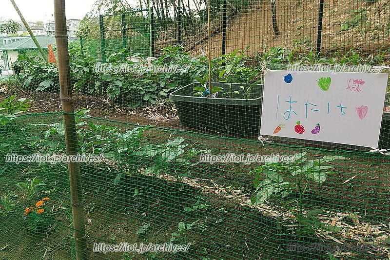 子どもたちが野菜を育てている畑 (画像提供:どろんこ会グループ)