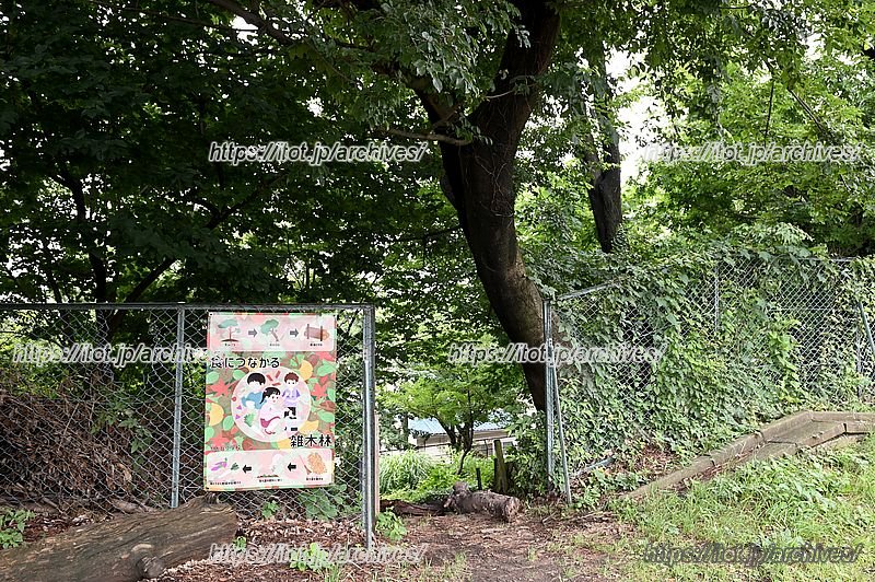 学校の敷地内にある雑木林