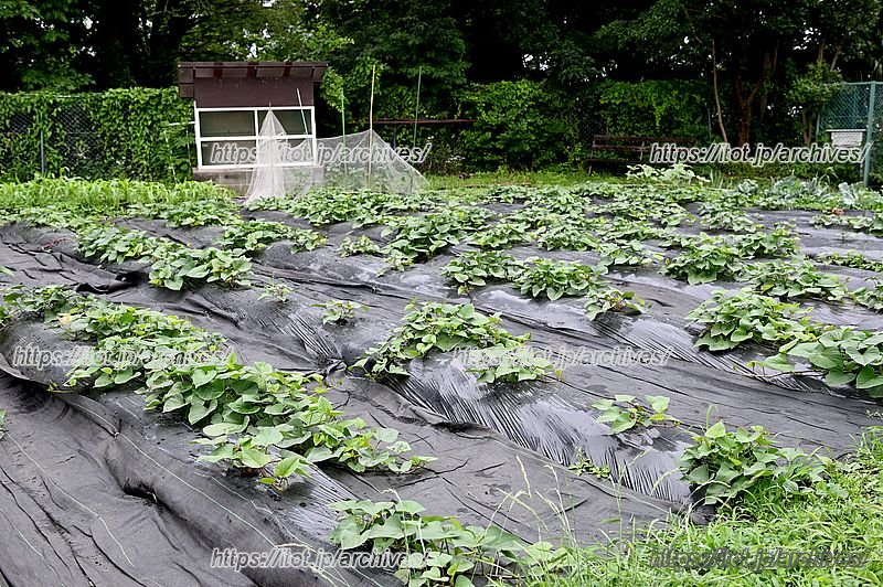 校内で栽培している野菜