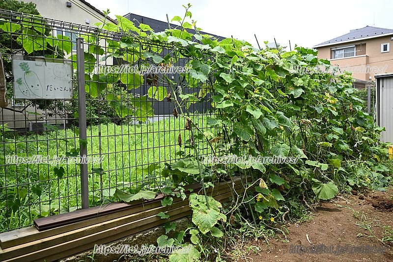 みんなで種から育てる「どろっぷの畑」