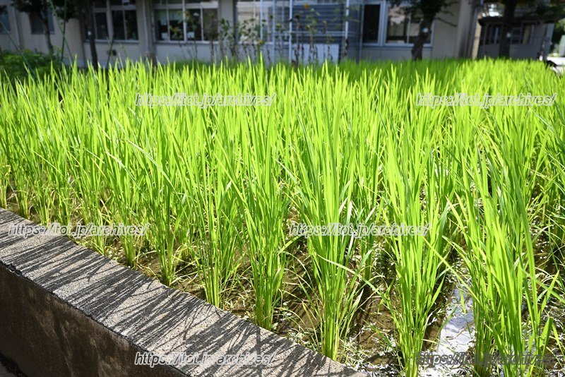 「緑遊会」の方々の指導で子どもたちが田植えした稲