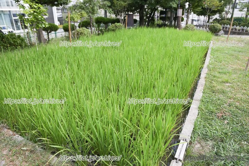 校内にある田んぼ