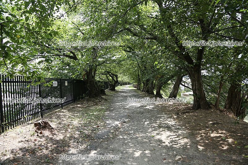 三ツ池の桜並木