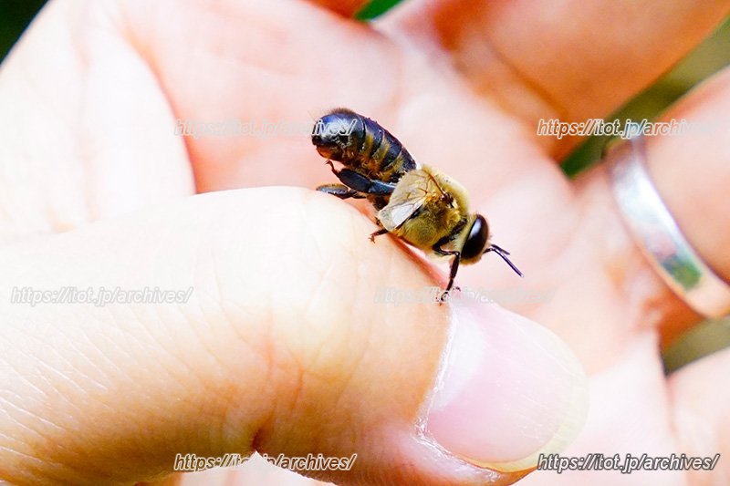 沖縄県那覇市・「新垣養蜂園」