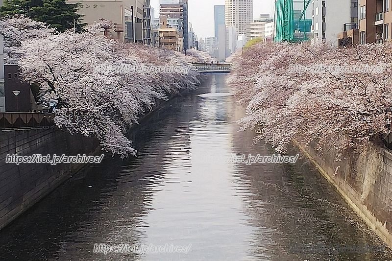 春の目黒川　※画像提供:「花見鮨」