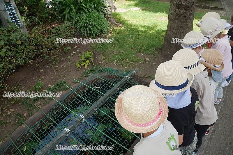 園外のお散歩で自然に親しむ子どもたち
