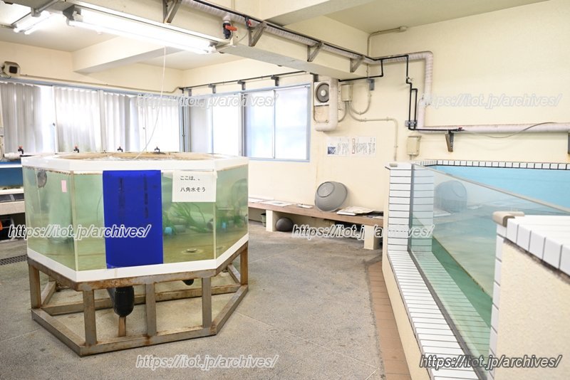 地域の方々のサポートにより管理されている水族館の水槽