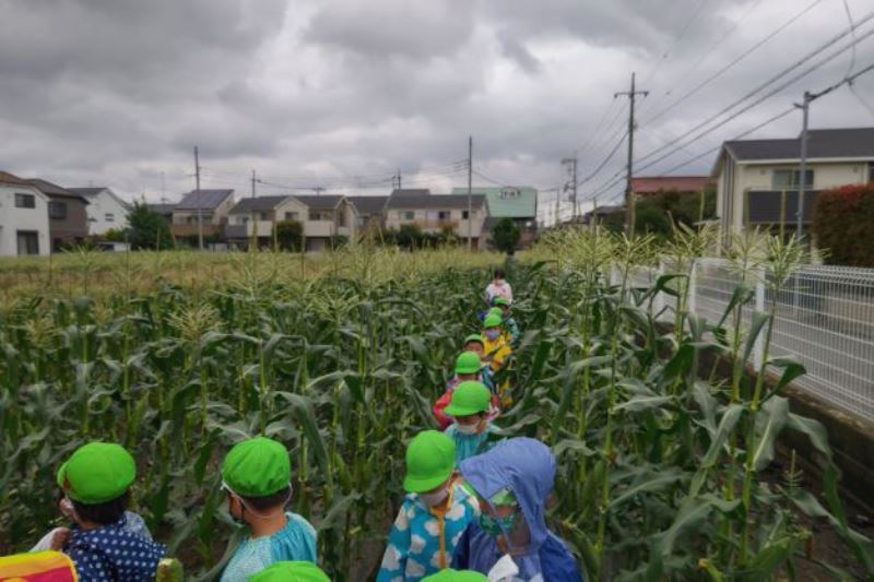 畑に入り、トウモロコシ狩りをさせてもらうことも