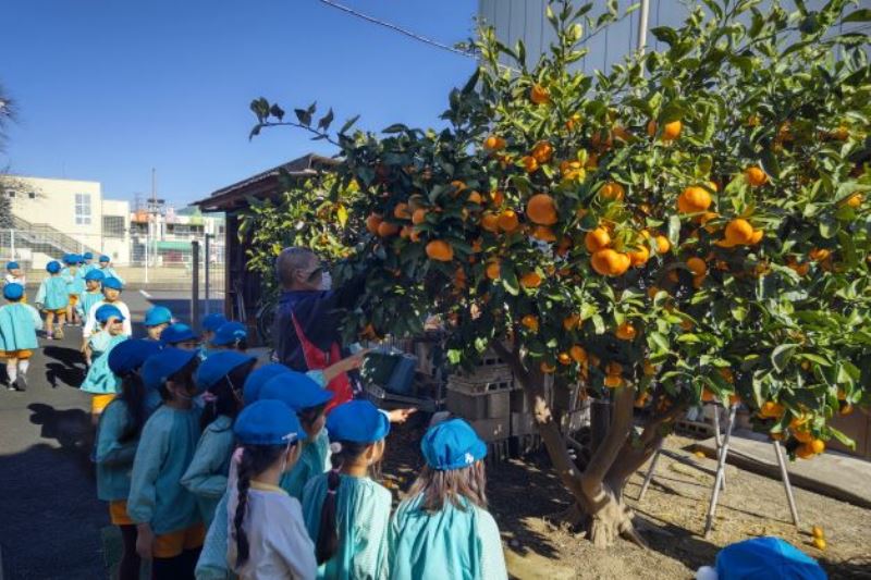 子ども達も興味津々な、ミカン狩りの様子