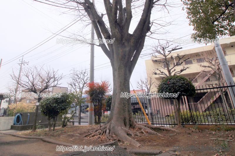 初代PTA会長が植樹したケヤキが、学校のシンボツルツリー