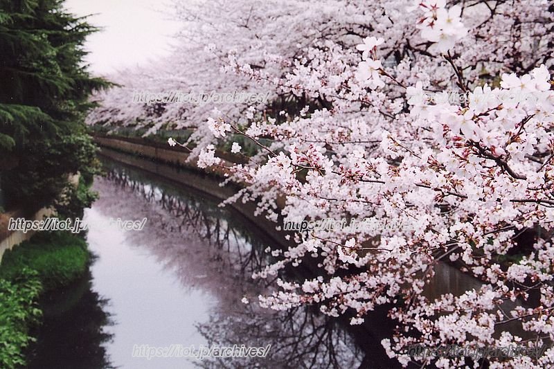 「舎人緑道公園」の桜並木