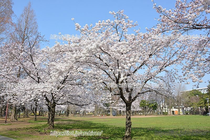 桜の名所「元渕江公園」