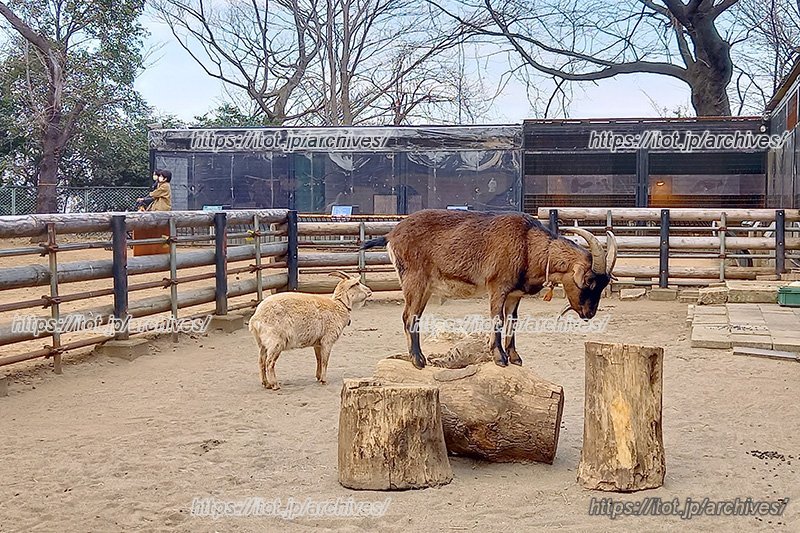 「夢見ヶ崎動物公園」