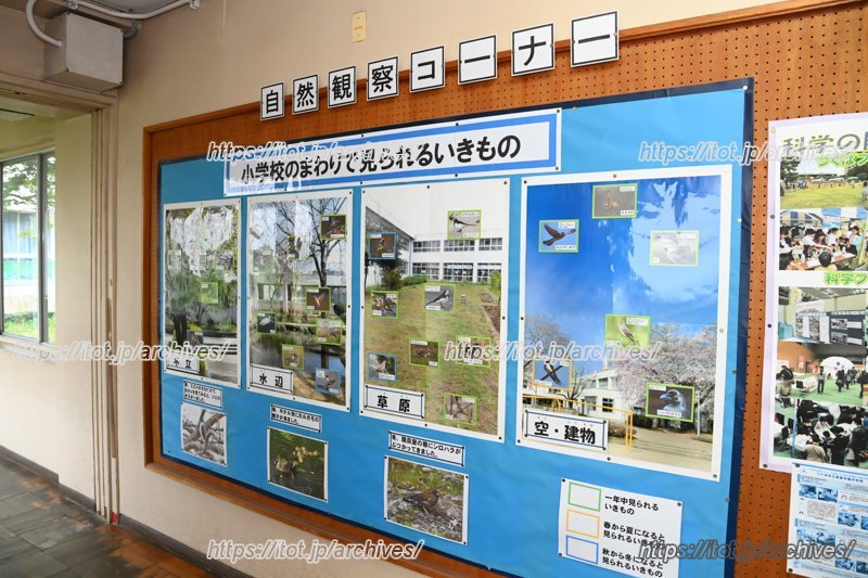 自然観察コーナー