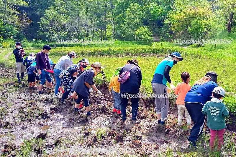 「田んぼ活動」の様子