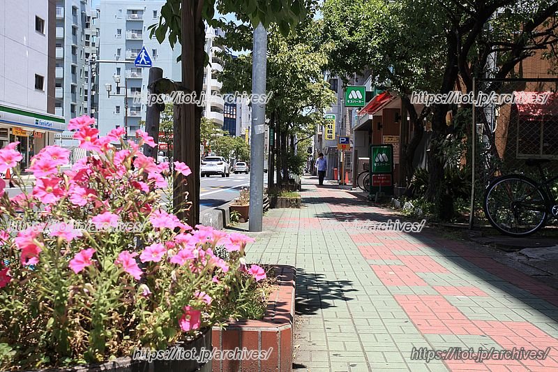 「合格通り商店会」によって季節の花で彩られた花壇