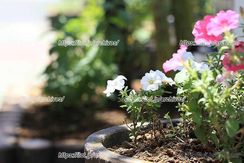 花植えをきっかけに人と人がつながる過ごしやすい街へ
