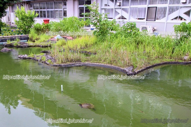 昭和時代の卒業生が残した、千葉県を模した池 