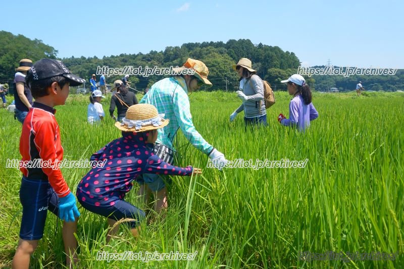 「本町ファーム」の様子