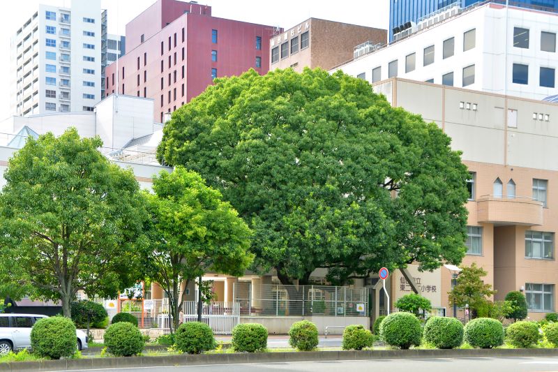 仙台の中心部に建つ「東二番丁小学校」