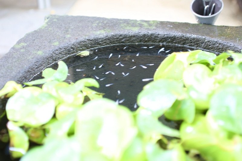 公式インスタグラムではお店の日常も発信