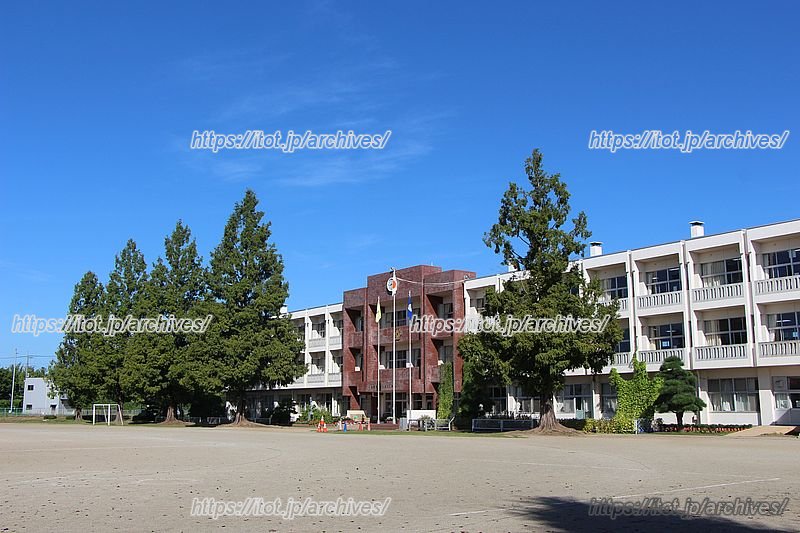 メタセコイアの木が植えられた校庭