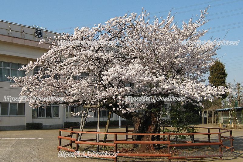 春には満開となる「百年桜」