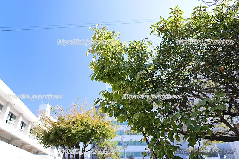春には満開になる校庭の桜の木