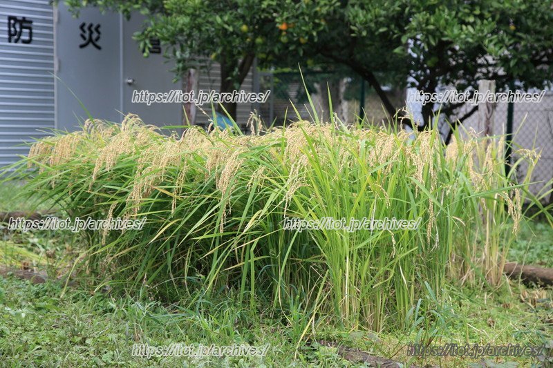 年長の一年を通して取り組む稲作