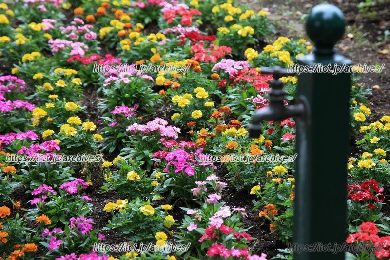 保護者の方々によって植えられたお花