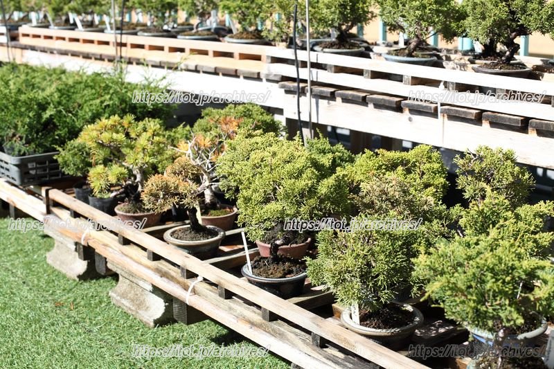 校内にある盆栽庭園