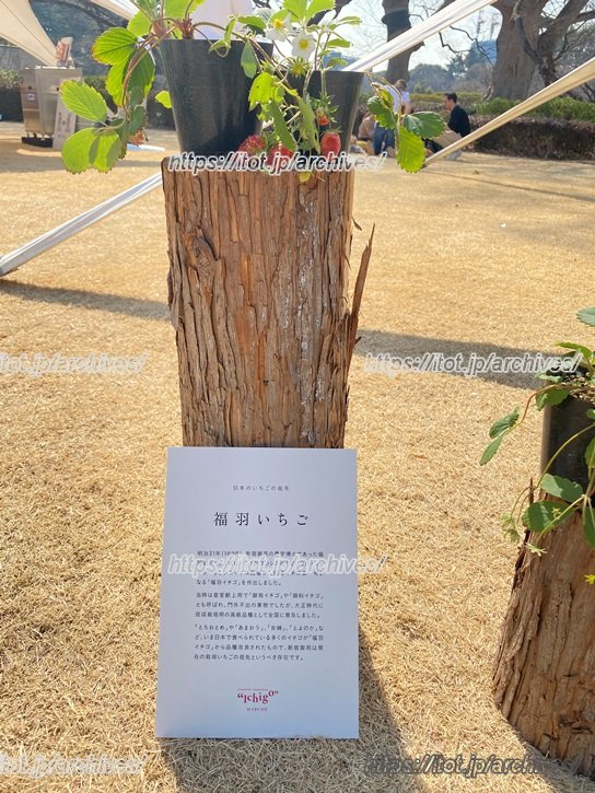 「新宿御苑」で生まれた国産いちごの第一号「福羽苺（ふくばいちご）」