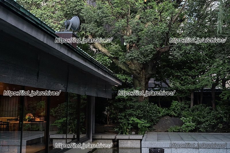 名古屋城の築城時に真南の目印として植えられた「椎の古木」　※写真提供：河文