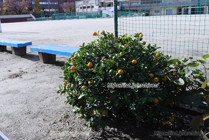 柑橘類など、実のなる木が校内に植えられています