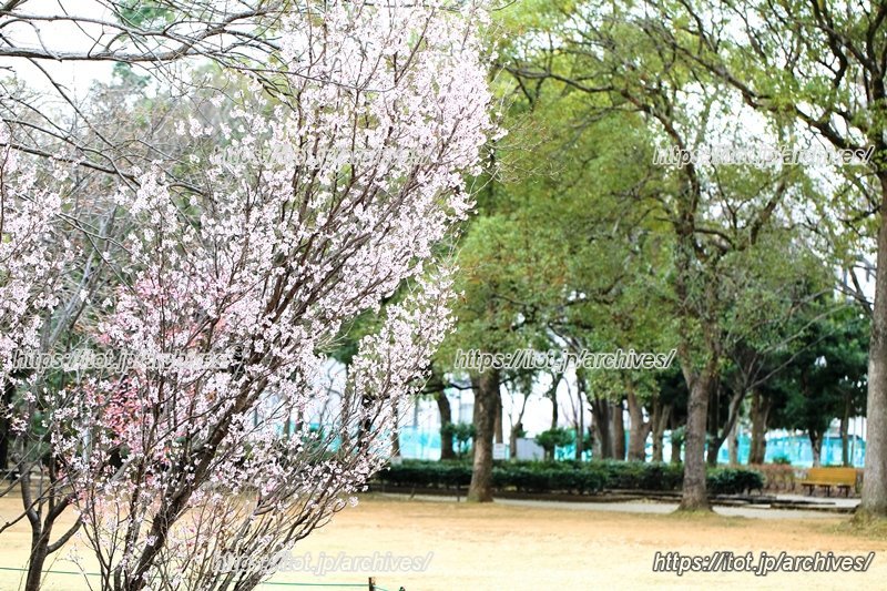 校内に美しく咲く桜