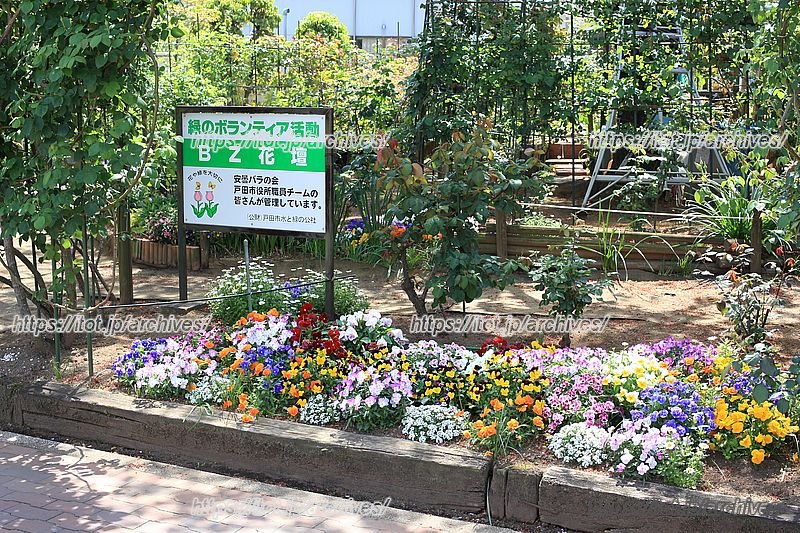 「安曇バラの会」の皆さんが植樹して日々手入れをする花壇