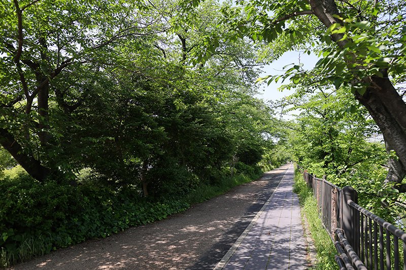 休日には子どもたちの遊びの場にもなる「山崎川四季の道」