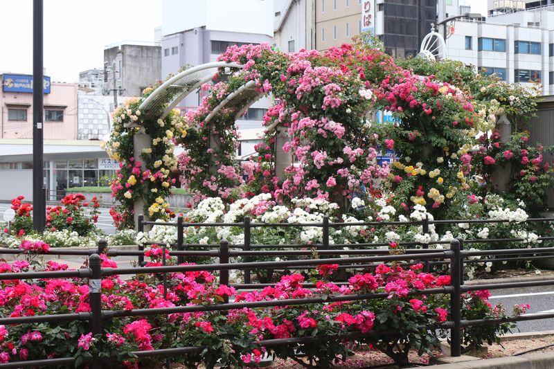 ばらは街中のいたるところで見られる