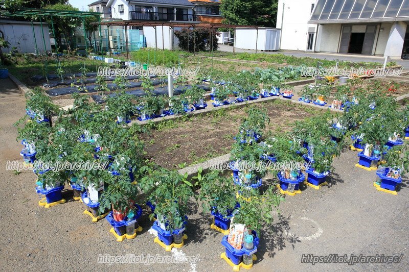 子どもたちが育てている植物