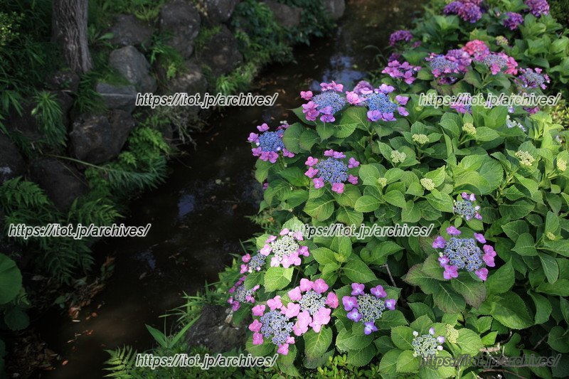近くを流れる千川上水