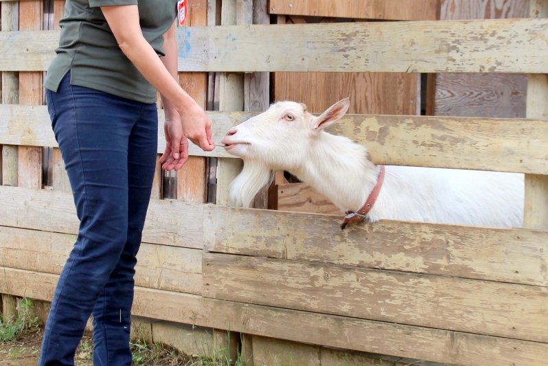 子どもからもスタッフからも愛される、ヤギのナナちゃん