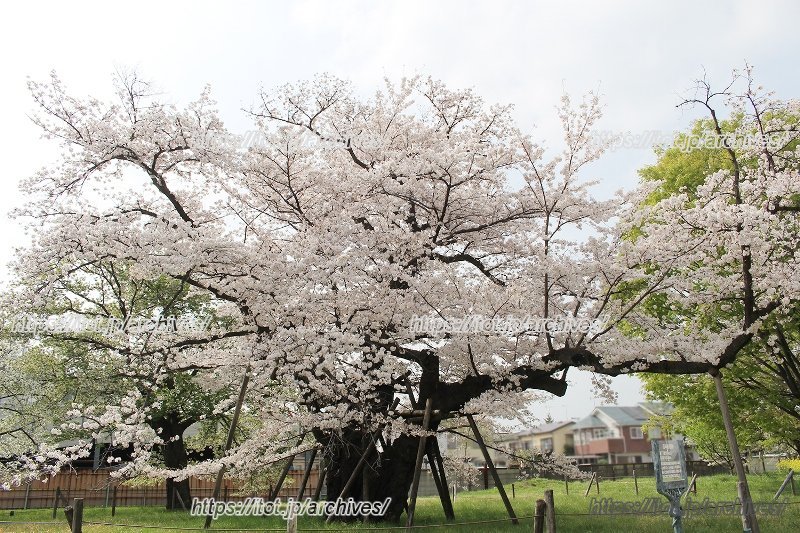 満開の「百年桜」（提供：相模女子大学）