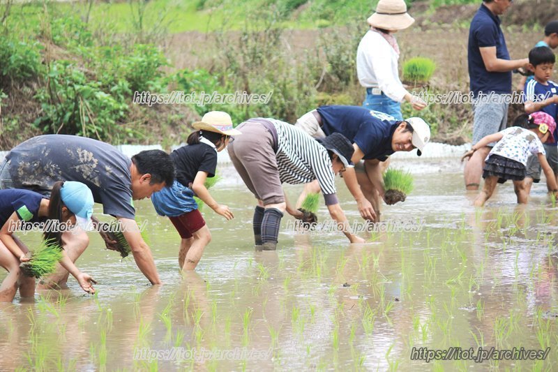 田植え体験の様子