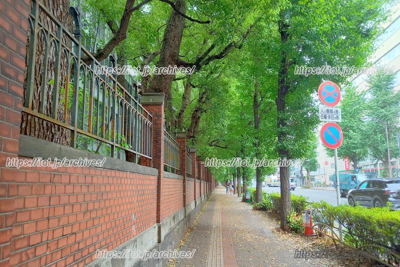 東大前のイチョウ並木