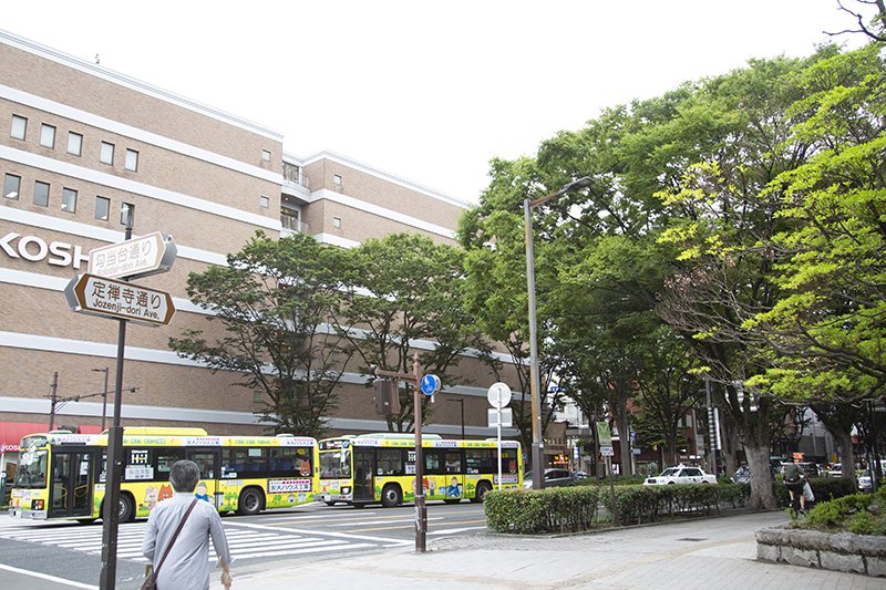 樹齢65年を迎えるケヤキの木